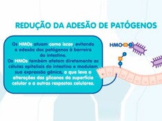 HMOs – o terceiro componente sólido mais abundante do leite humano