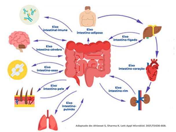 Como o microbioma intestinal molda a saúde: o papel das conexões intestino e os órgãos