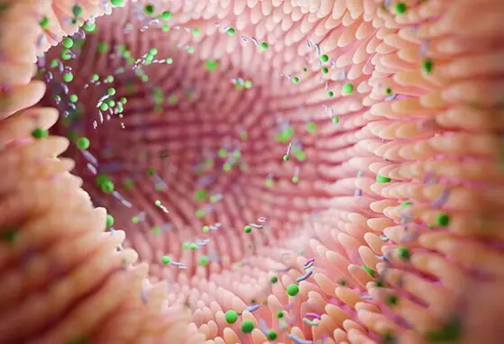 Microbioma intestinal materno Microbioma intestinal materno