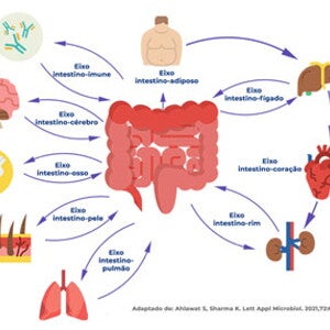 Como o microbioma intestinal molda a saúde: o papel das conexões intestino e os órgãos