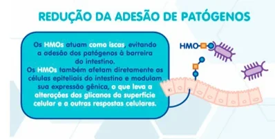 HMOs – o terceiro componente sólido mais abundante do leite humano (infographics)