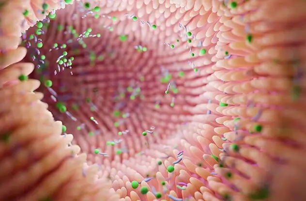 Microbioma intestinal materno