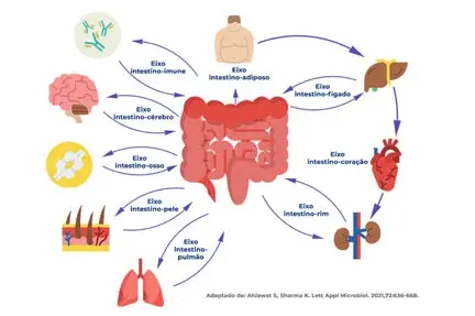 Como o microbioma intestinal molda a saúde: o papel das conexões intestino e os órgãos Como o microbioma intestinal molda a saúde: o papel das conexões intestino e os órgãos
